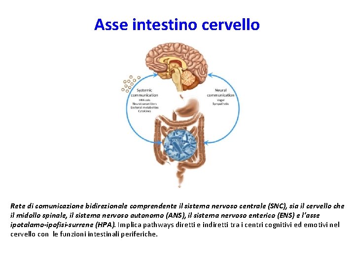 Asse intestino cervello Rete di comunicazione bidirezionale comprendente il sistema nervoso centrale (SNC), sia