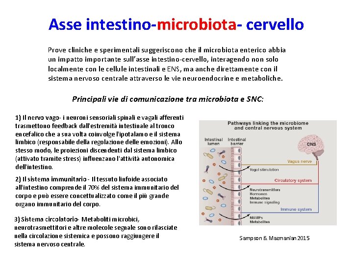 Asse intestino-microbiota- cervello Prove cliniche e sperimentali suggeriscono che il microbiota enterico abbia un