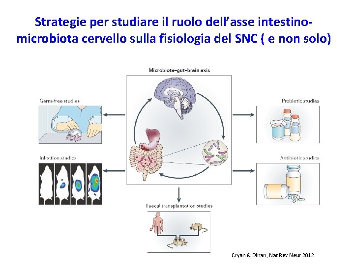 Strategie per studiare il ruolo dell’asse intestinomicrobiota cervello sulla fisiologia del SNC ( e