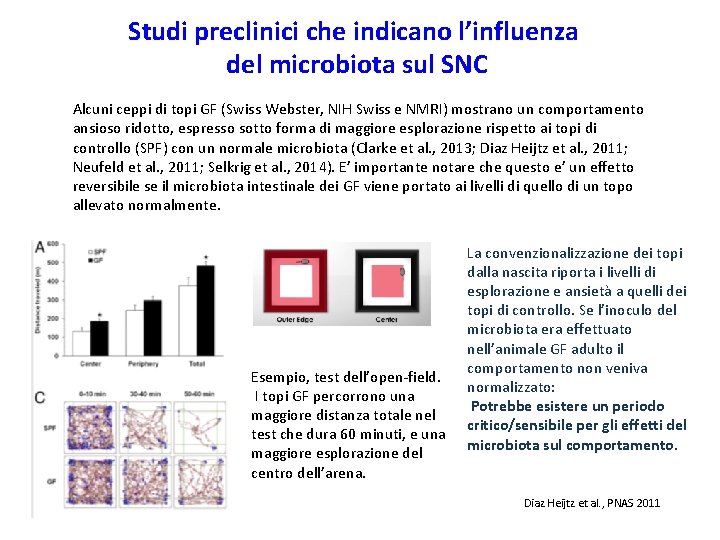 Studi preclinici che indicano l’influenza del microbiota sul SNC Alcuni ceppi di topi GF