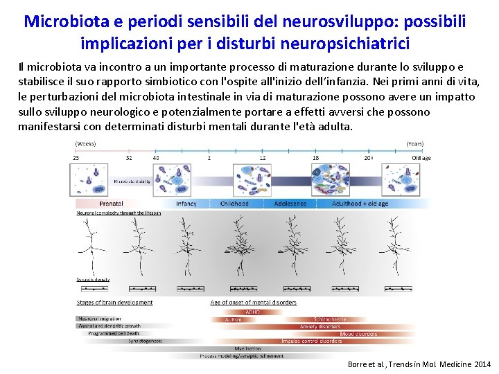 Microbiota e periodi sensibili del neurosviluppo: possibili implicazioni per i disturbi neuropsichiatrici Il microbiota