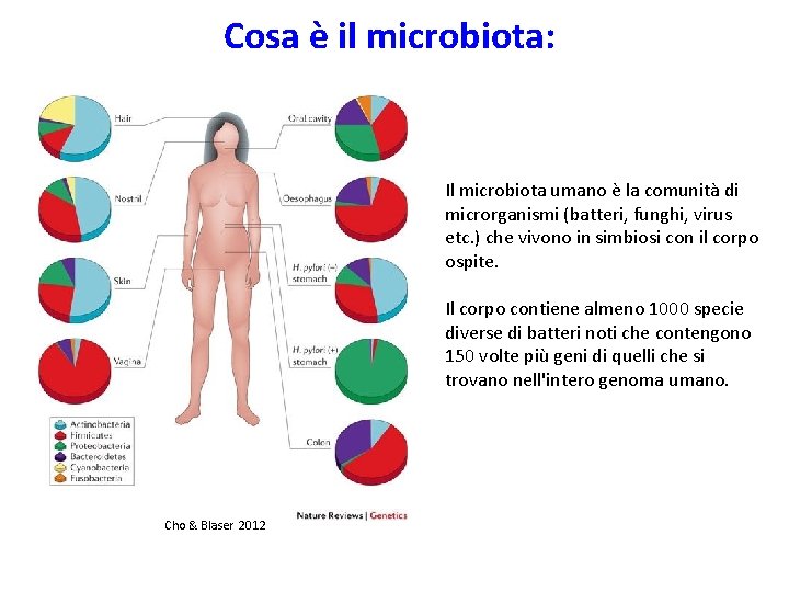 Cosa è il microbiota: Il microbiota umano è la comunità di microrganismi (batteri, funghi,