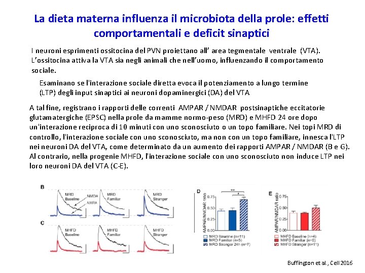 La dieta materna influenza il microbiota della prole: effetti comportamentali e deficit sinaptici I