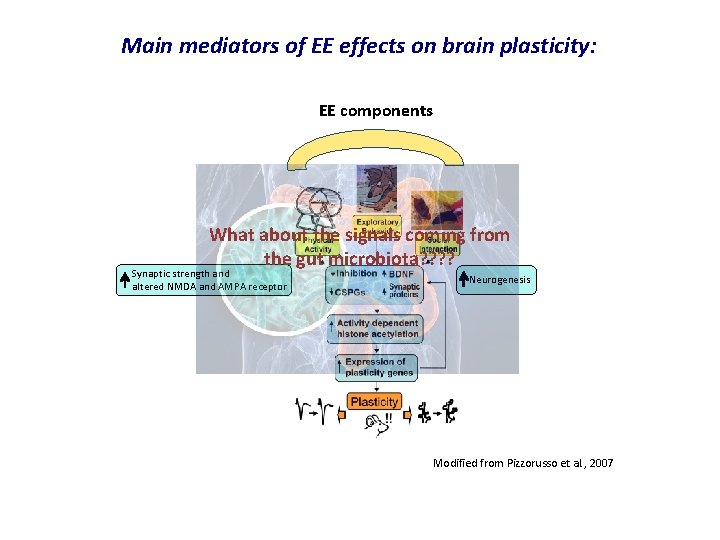 Main mediators of EE effects on brain plasticity: EE components What about the signals