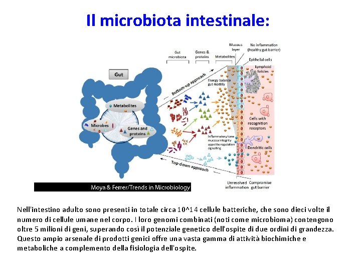 Il microbiota intestinale: Nell'intestino adulto sono presenti in totale circa 10^14 cellule batteriche, che