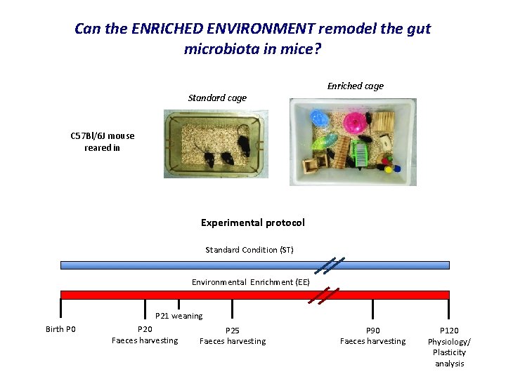 Can the ENRICHED ENVIRONMENT remodel the gut microbiota in mice? Standard cage Enriched cage