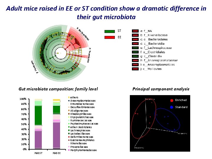 Adult mice raised in EE or ST condition show a dramatic difference in their