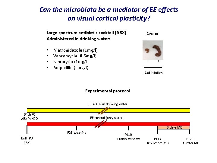 Can the microbiota be a mediator of EE effects on visual cortical plasticity? Large