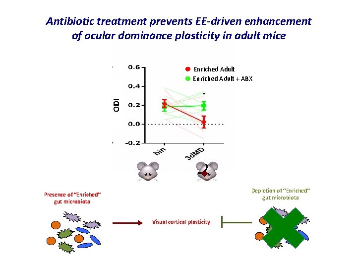 Antibiotic treatment prevents EE-driven enhancement of ocular dominance plasticity in adult mice ODI Enriched