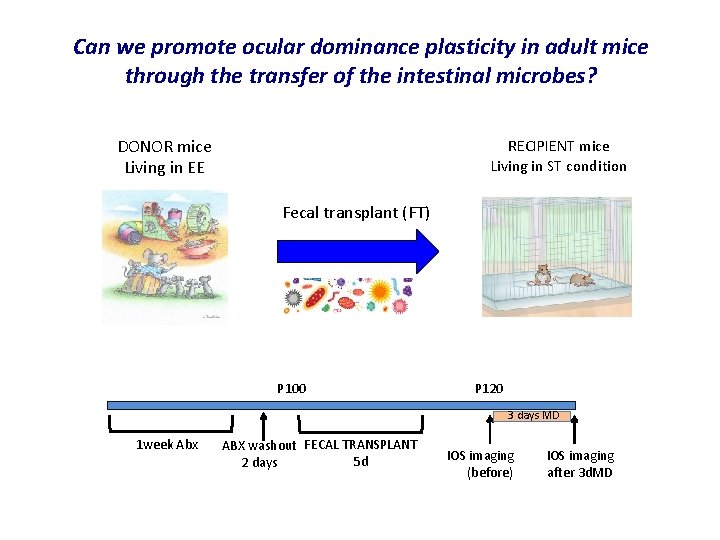 Can we promote ocular dominance plasticity in adult mice through the transfer of the