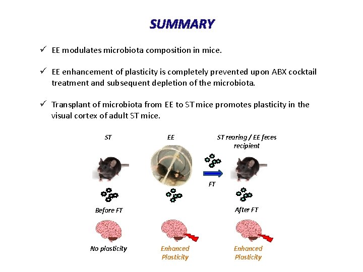 SUMMARY ü EE modulates microbiota composition in mice. ü EE enhancement of plasticity is