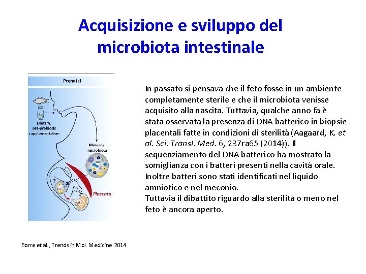 Acquisizione e sviluppo del microbiota intestinale In passato si pensava che il feto fosse