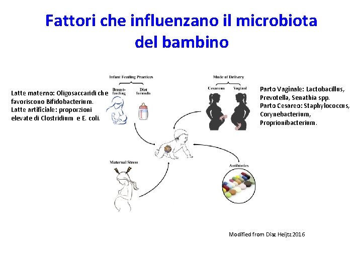 Fattori che influenzano il microbiota del bambino Latte materno: Oligosaccaridi che favoriscono Bifidobacterium. Latte