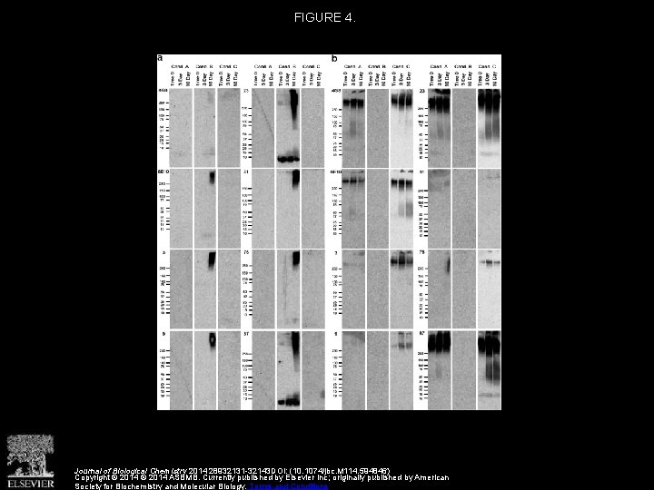 FIGURE 4. Journal of Biological Chemistry 2014 28932131 -32143 DOI: (10. 1074/jbc. M 114.