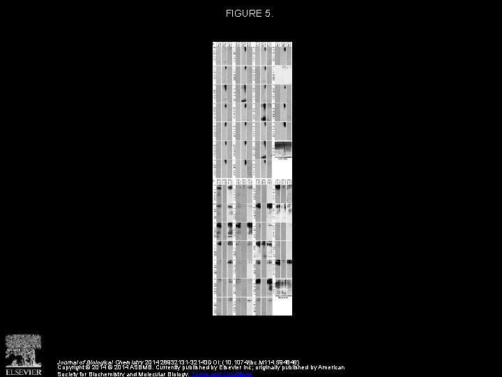 FIGURE 5. Journal of Biological Chemistry 2014 28932131 -32143 DOI: (10. 1074/jbc. M 114.