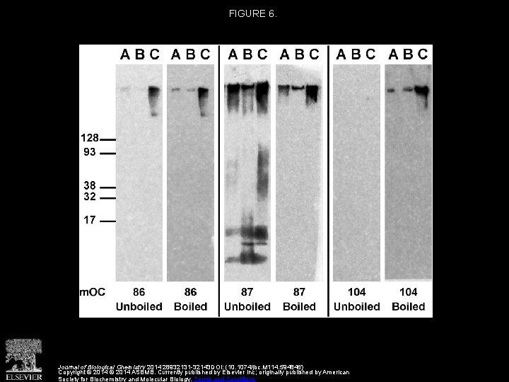FIGURE 6. Journal of Biological Chemistry 2014 28932131 -32143 DOI: (10. 1074/jbc. M 114.