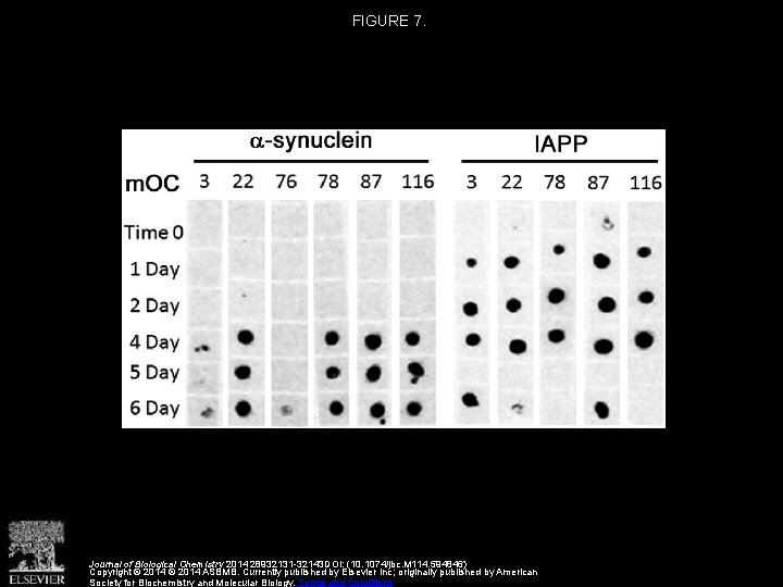 FIGURE 7. Journal of Biological Chemistry 2014 28932131 -32143 DOI: (10. 1074/jbc. M 114.