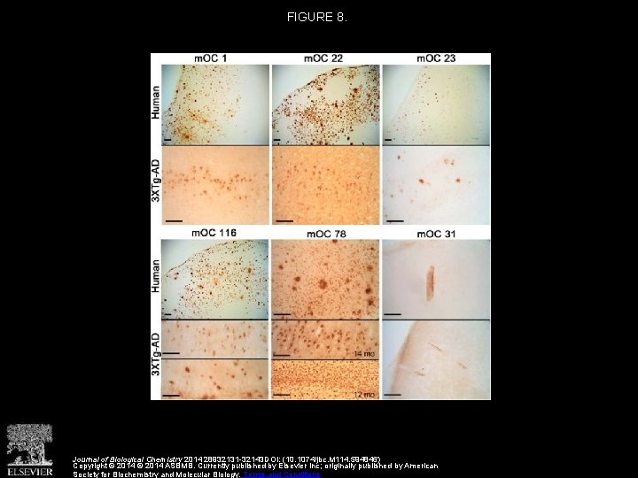 FIGURE 8. Journal of Biological Chemistry 2014 28932131 -32143 DOI: (10. 1074/jbc. M 114.