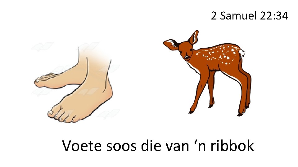 2 Samuel 22: 34 Voete soos die van ‘n ribbok 