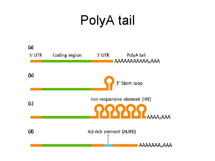Poly. A tail 