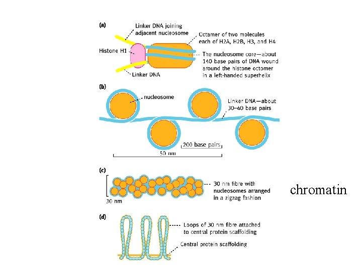 chromatin 