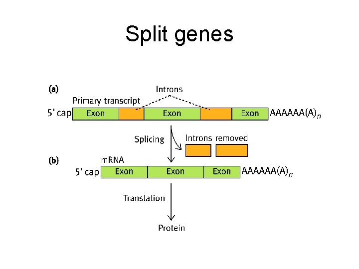 Split genes 