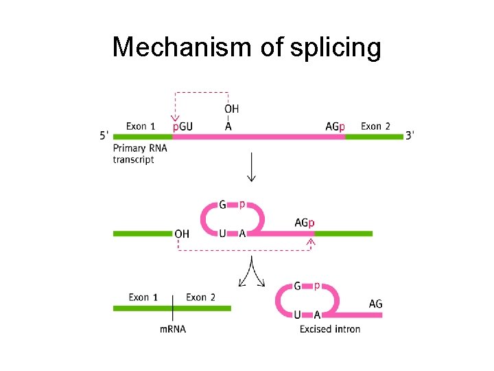 Mechanism of splicing 