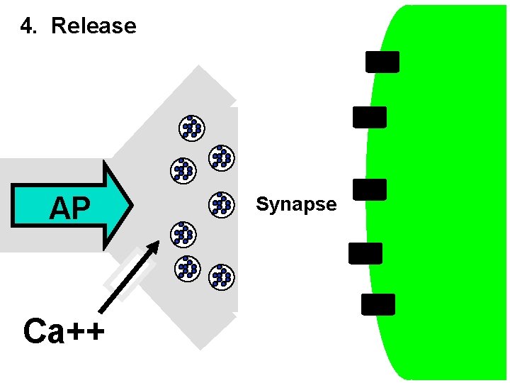 4. Release AP Ca++ Synapse 