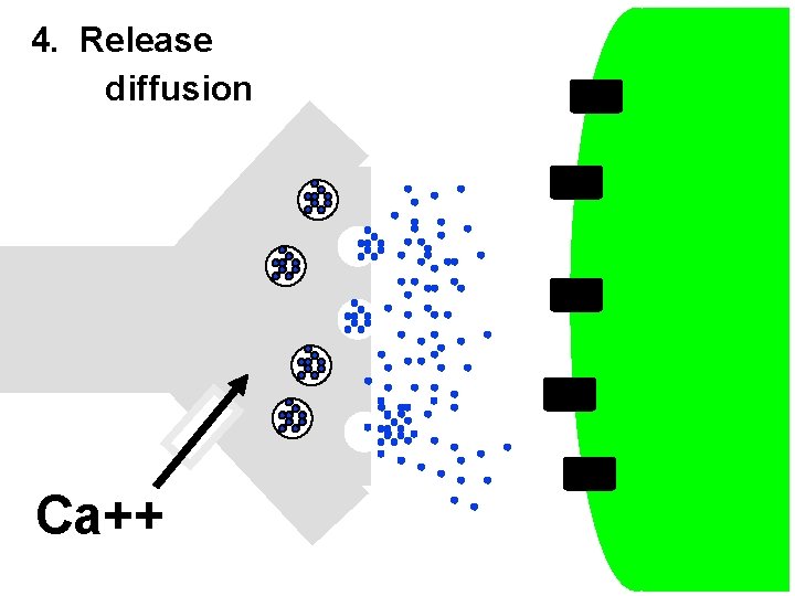 4. Release diffusion Ca++ 