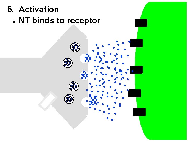 5. Activation l NT binds to receptor 