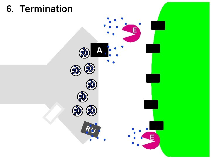 6. Termination E A RU E 