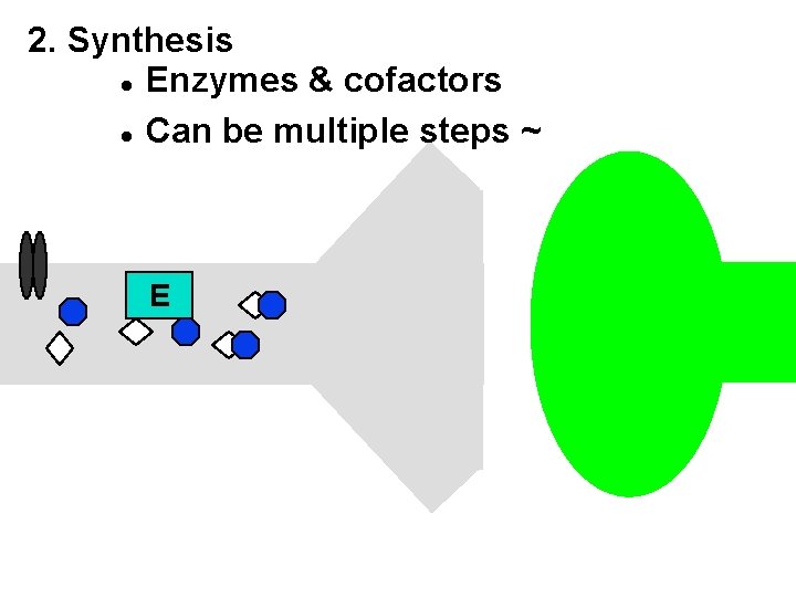 2. Synthesis l Enzymes & cofactors l Can be multiple steps ~ E 