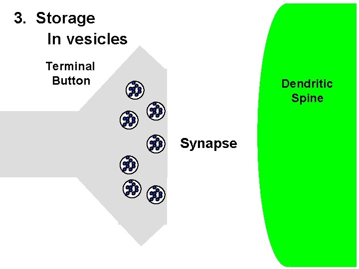 3. Storage In vesicles Terminal Button Dendritic Spine Synapse 