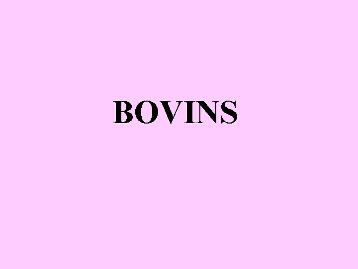 BOVINS 