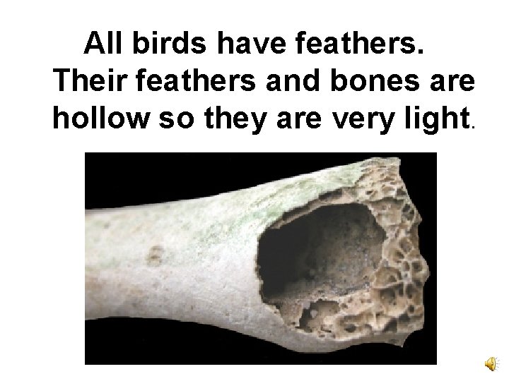 All birds have feathers. Their feathers and bones are hollow so they are very