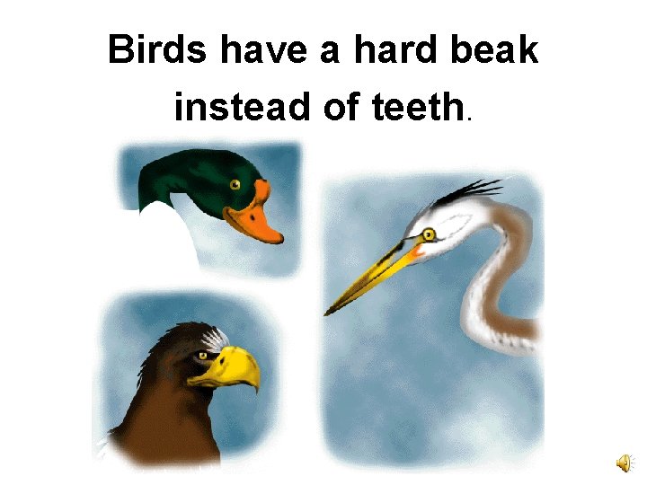 Birds have a hard beak instead of teeth. 
