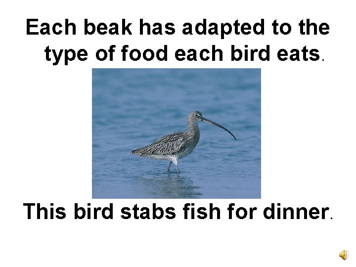 Each beak has adapted to the type of food each bird eats. This bird