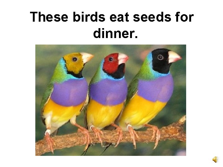 These birds eat seeds for dinner. 