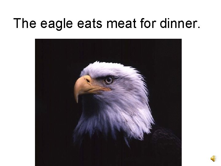The eagle eats meat for dinner. 