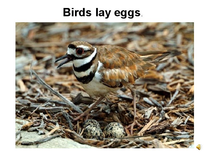Birds lay eggs. 