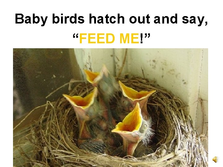 Baby birds hatch out and say, “FEED ME!” 