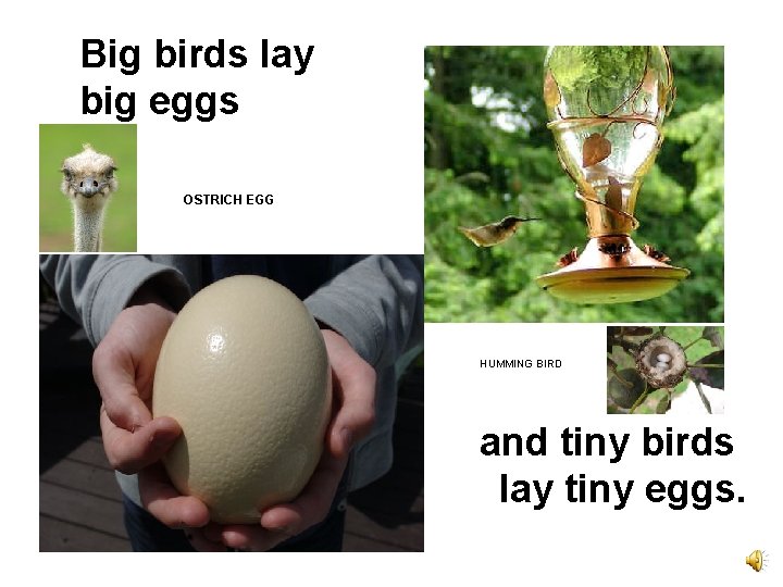 Big birds lay big eggs OSTRICH EGG HUMMING BIRD and tiny birds lay tiny
