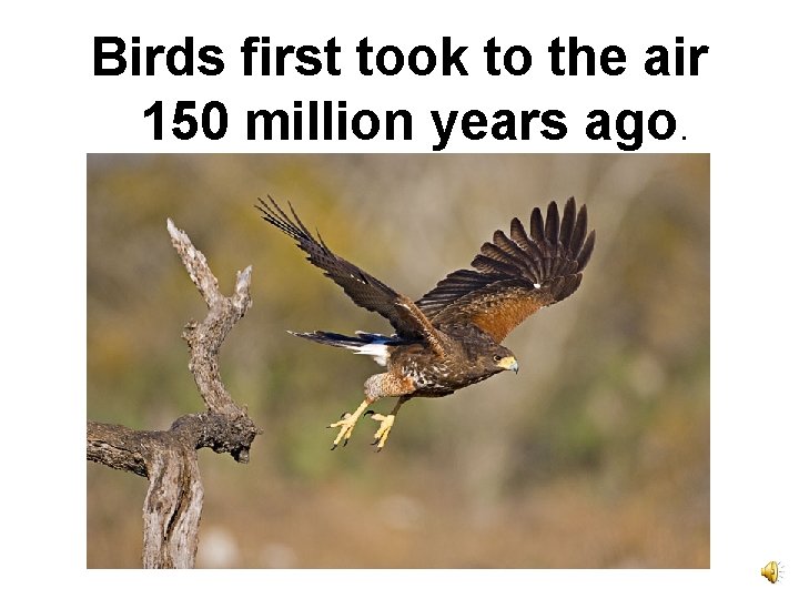 Birds first took to the air 150 million years ago. 