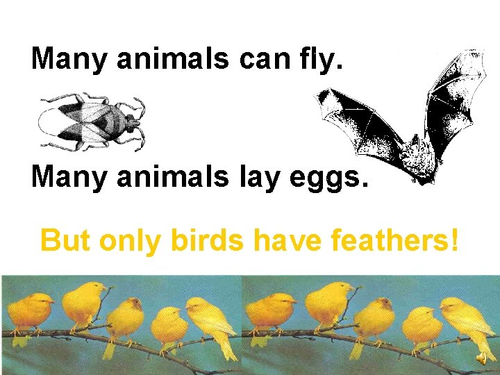 Many animals can fly. Many animals lay eggs. But only birds have feathers! 
