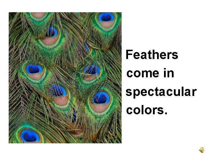 Feathers come in spectacular colors. 