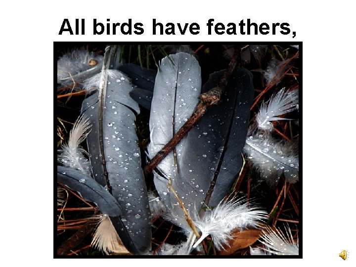 All birds have feathers, 