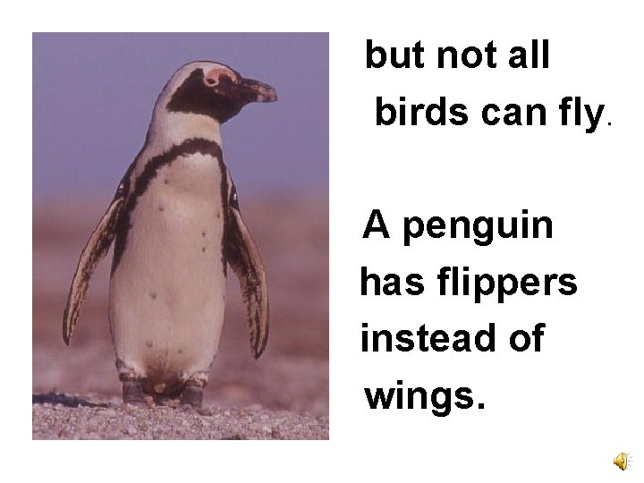 but not all birds can fly. A penguin has flippers instead of wings. 