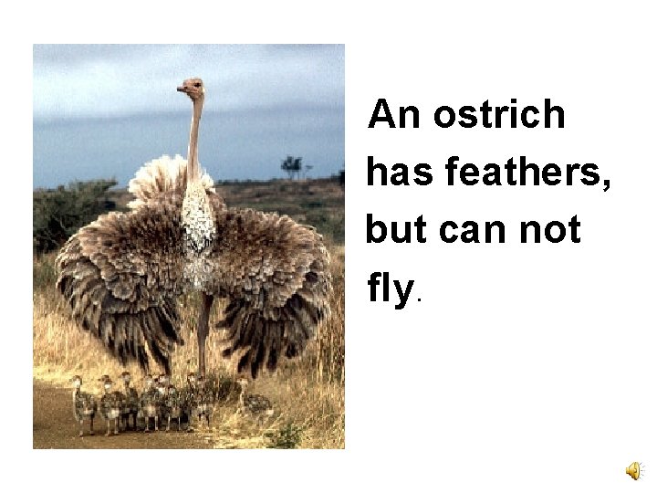 An ostrich has feathers, but can not fly. 