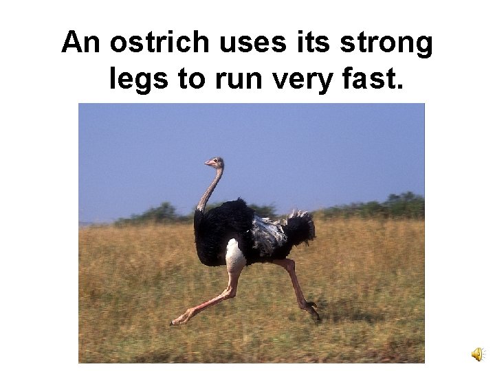 An ostrich uses its strong legs to run very fast. 