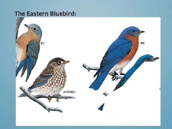 The Eastern Bluebird: 